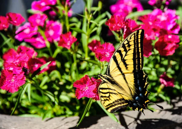 Peaceful Swallowtail Butterfly Rests Dianthus Flower Bed — Stock Photo, Image