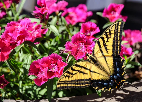 Sitting Red Pink Dianthus Tiger Swallowtail Butterfly Eating Nectar — Stock Photo, Image