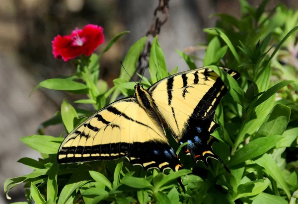 Una Mariposa Cola Golondrina Que Seca Sol Después Emerger Capullo —  Fotos de Stock