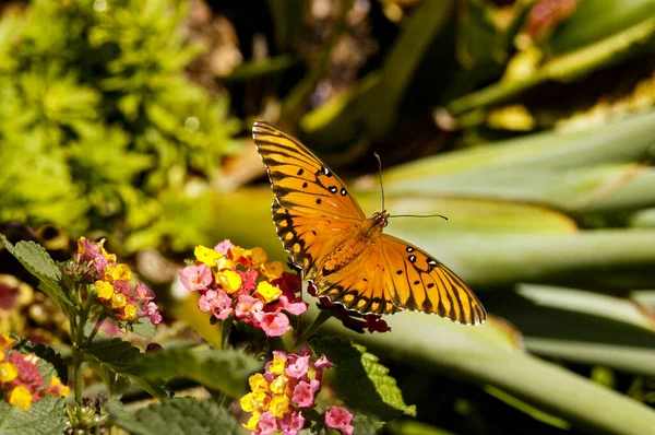 Monarch Butterfly Attempt Collect Nectar While Perched Cluster Lantana Blooms — Stock Photo, Image