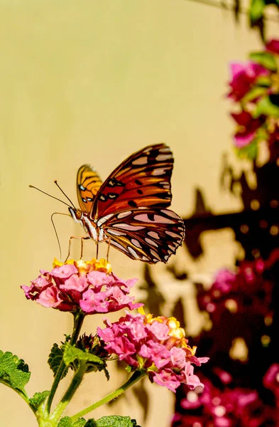 Monarch Butterfly Enjoying Nectar Lantana Flower While Perched — Stock Photo, Image
