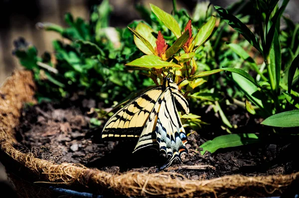 Yellow Black Swallowtail Butterfly Just Now Emerging Its Cocoon Preparing — Stock Photo, Image