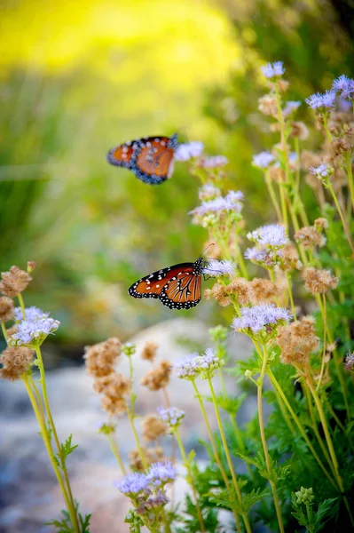 Farfalle Monarca Che Stabiliscono Piante Fiore Nei Giardini Banchettare Con — Foto Stock