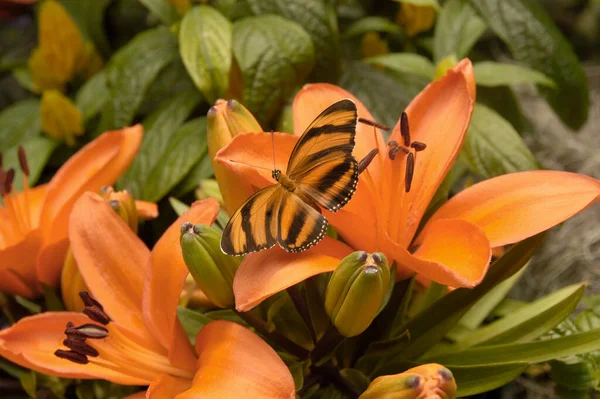 Sitting on orange day lilies is a banded orange butterfly.