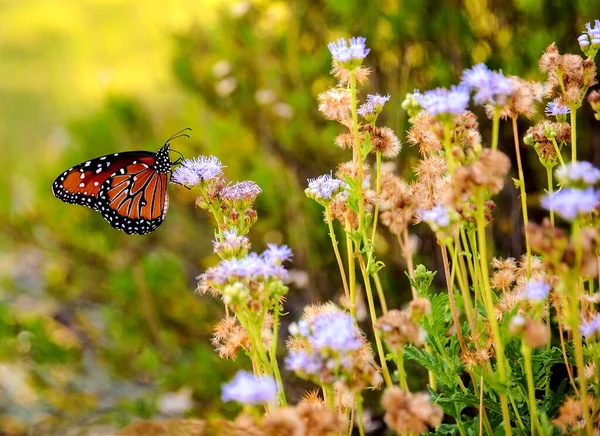 Stunning Monarch Butterfly Wanders Blossom Flower Garden Consuming Nectar — Stock Photo, Image