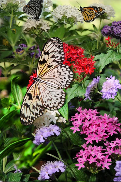 Gorgeous Tree Nymph Butterfly Opens Its Wings Consumes Flower Nectar — Stock Photo, Image