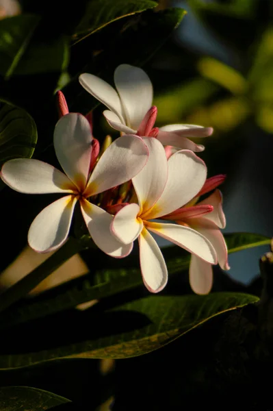 Plumeria Blomstrer Blomstrende Klynge Plumeria Træ Hawaii - Stock-foto
