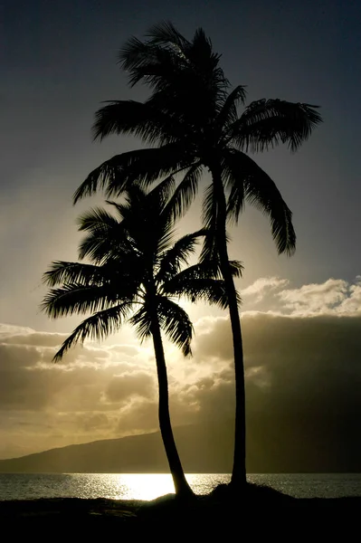 Maui Palm Trees Dance Breeze Silhouetted Sunset — Stock Photo, Image