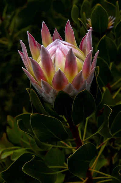 Beautiful Giant Protea Flower Pink Rose Tint Opening — стокове фото