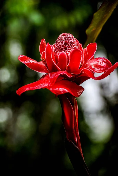 Цветение Рыжего Факела Процветает Ярких Джунглях Коста Рики Показывая Свои — стоковое фото