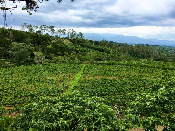 Esta Finca Cafetalera Costarricense Crece Las Montañas Costa Rica Rico — Foto de Stock