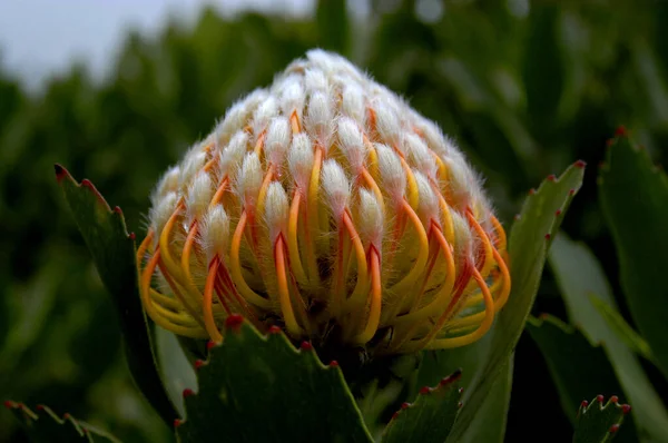 Diese Atemberaubende Nadelkissen Protea Blume Den Hängen Von Haleakala Auf — Stockfoto