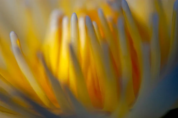 Water Lily Close Abstract Narrow Depth Field Having Center Its — Stock Photo, Image