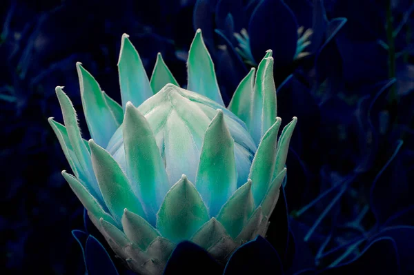 Una Flor Protea Gigante Con Extraño Color Azul —  Fotos de Stock