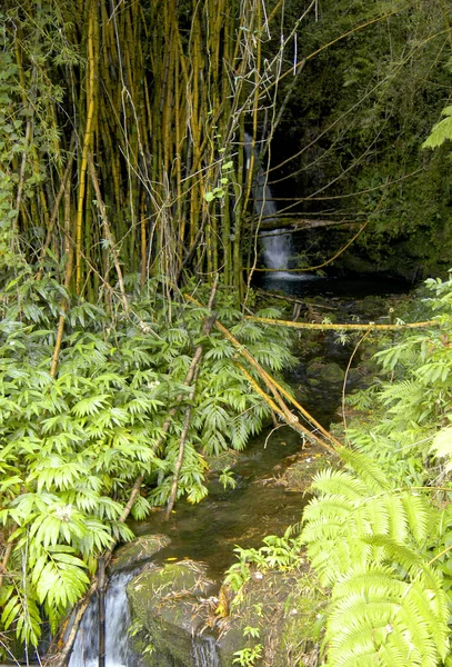 Flusso Hawaiano Che Scorre Attraverso Foresta Pluviale Sull Isola Maui — Foto Stock