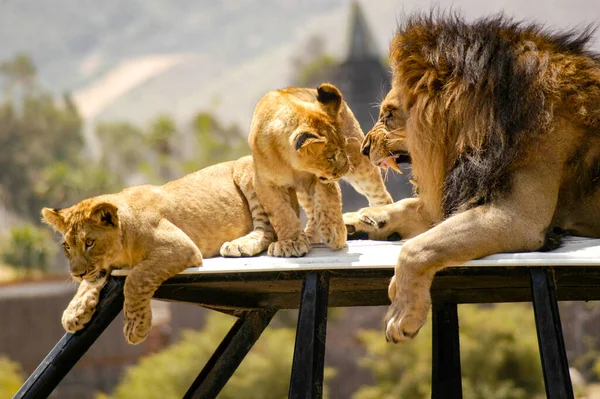 非洲雄狮幼狮与雄狮父亲之间的亲子关系 — 图库照片