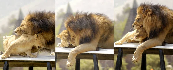 一组三张照片 展示了狮子爸爸和狮子宝宝的不同心情 — 图库照片