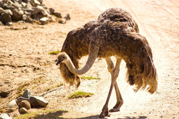 Beautiful Photo Ostrich Showing Its Stunning Plumage Elegant Stride — Stock Photo, Image
