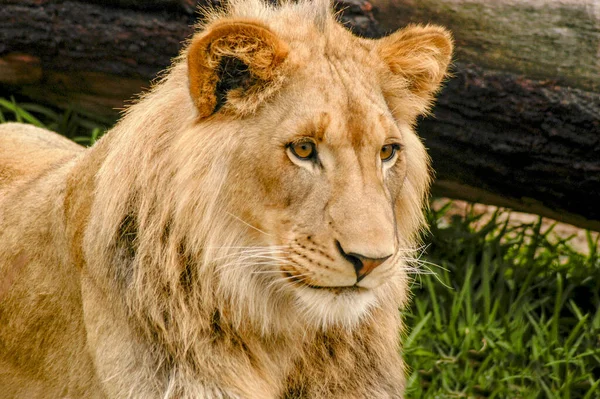 Młody Samiec Lwa Pełen Ciekawości Uważnie Obserwuje Inne Pobliskie Zwierzęta — Zdjęcie stockowe