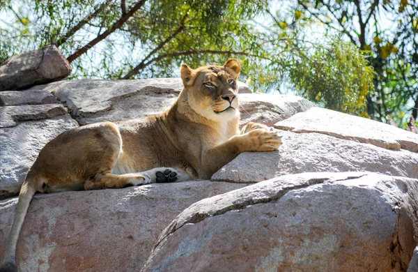 一只大母狮栖息在岩石之上 胜过其他狮子的骄傲 — 图库照片