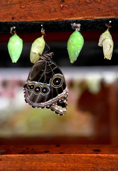 Geboorte Van Een Vlinder Uit Zijn Cocon Pop Als Hij — Stockfoto