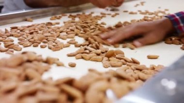 Endüstriyel gıda işleme tesisinde taşıma bandındaki badem.