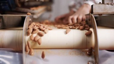 Endüstriyel gıda işleme tesisinde taşıma bandındaki badem.