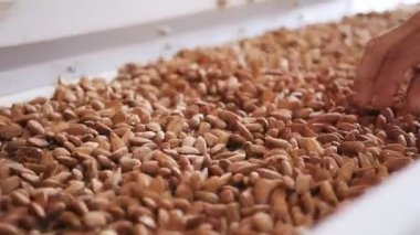 Endüstriyel gıda işleme tesisinde taşıma bandındaki badem.