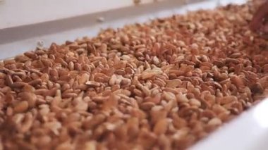 Endüstriyel gıda işleme tesisinde taşıma bandındaki badem.