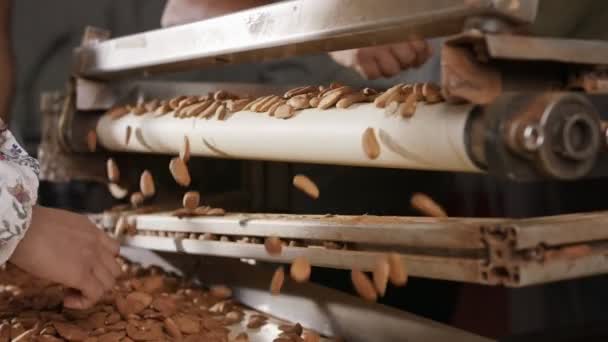 Amandes Sur Bande Transporteuse Dans Une Usine Transformation Alimentaire Industrielle — Video