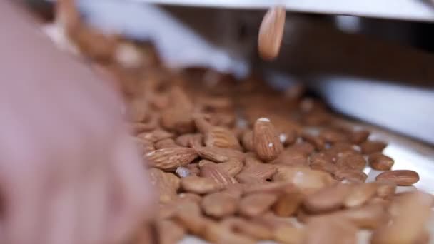 産業用食品加工施設のコンベアベルト上のアーモンド — ストック動画