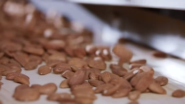 産業用食品加工施設のコンベアベルト上のアーモンド — ストック動画