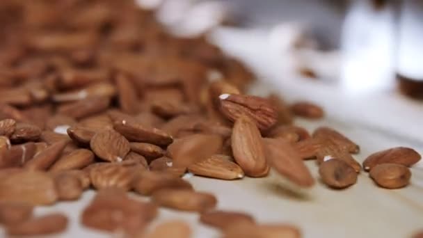 Almonds Conveyor Belt Industrial Food Processing Facility — Stock Video