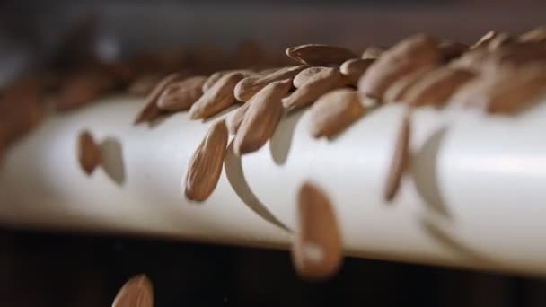Almonds Conveyor Belt Industrial Food Processing Facility — Stock Video