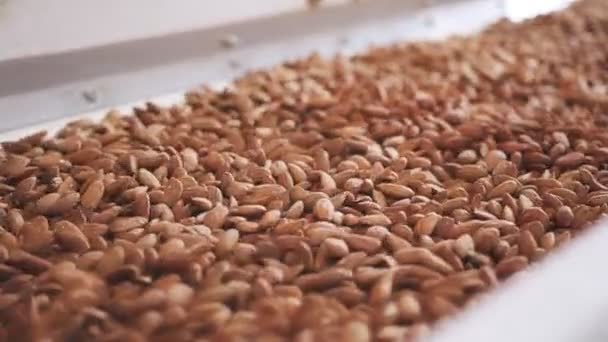 Mandula Szállítószalagon Ipari Élelmiszer Feldolgozó Létesítményben — Stock videók