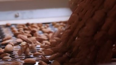 Endüstriyel gıda işleme tesisinde taşıma bandındaki badem.