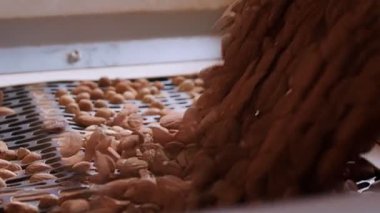 Endüstriyel gıda işleme tesisinde taşıma bandındaki badem.