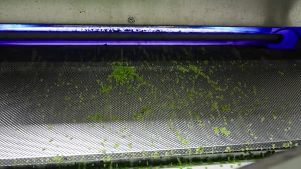 缶詰工場のコンベヤベルトに緑のエンドウ豆 — ストック動画