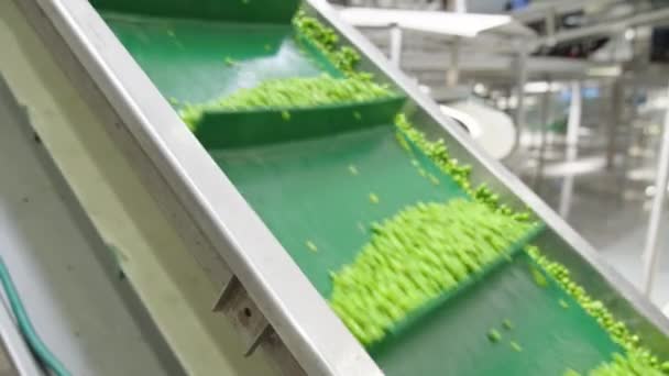 Guisantes Verdes Una Cinta Transportadora Una Instalación Producción Alimentos Enlatados — Vídeo de stock