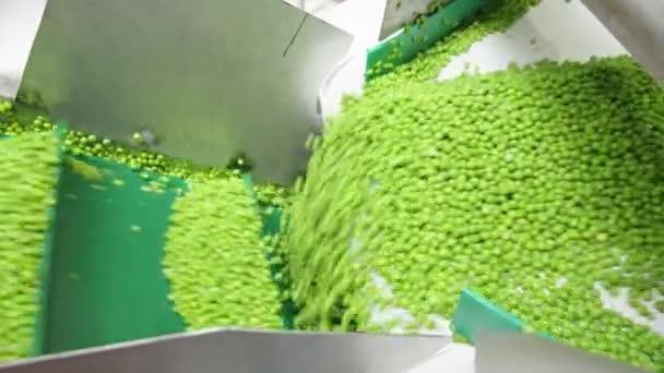 Green Peas Convyeor Belt Canned Food Production Facility — Stock Video