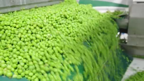 Grüne Erbsen Auf Einem Förderband Einer Produktionsanlage Für Konserven — Stockvideo