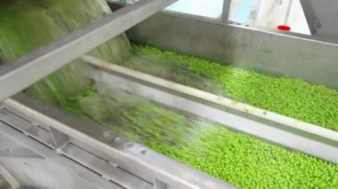Bir konserve gıda üretim tesisinde konvoy kuşağında yeşil bezelyeler.