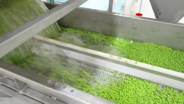 Guisantes Verdes Una Cinta Transportadora Una Instalación Producción Alimentos Enlatados — Vídeo de stock