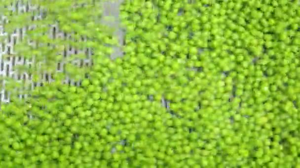 Kacang Polong Hijau Sabuk Konveksi Fasilitas Produksi Makanan Kaleng — Stok Video