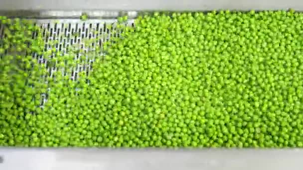 缶詰工場のコンベヤベルトに緑のエンドウ豆 — ストック動画
