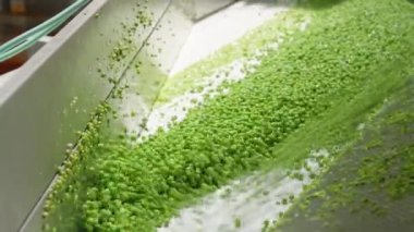 Bir konserve gıda üretim tesisinde konvoy kuşağında yeşil bezelyeler.