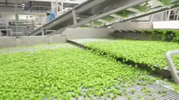 Groch Zielony Pasie Konwekcyjnym Zakładzie Produkującym Żywność Puszkach — Wideo stockowe