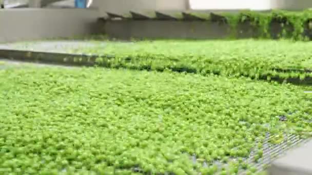 Pois Verts Sur Tapis Convecteur Dans Une Installation Production Aliments — Video