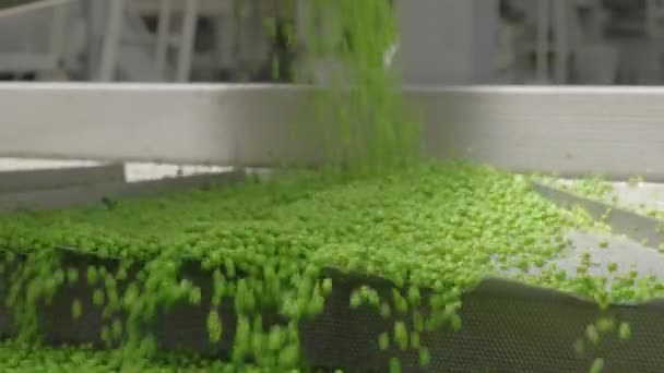 Guisantes Verdes Una Cinta Transportadora Una Instalación Producción Alimentos Enlatados — Vídeos de Stock