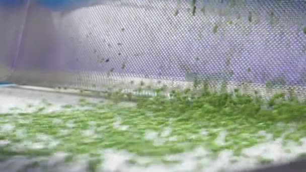 Groch Zielony Pasie Konwekcyjnym Zakładzie Produkującym Żywność Puszkach — Wideo stockowe